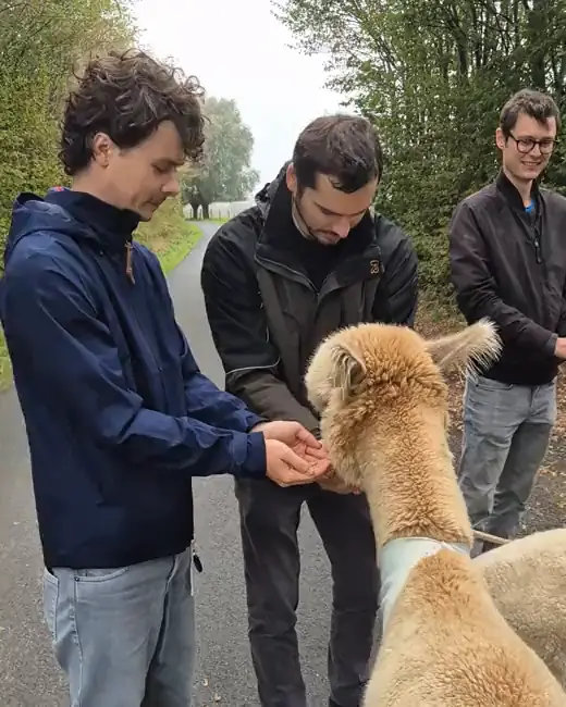 Collega's voeren alpaca's tijdens een teambuilding op de zorgboerderij.