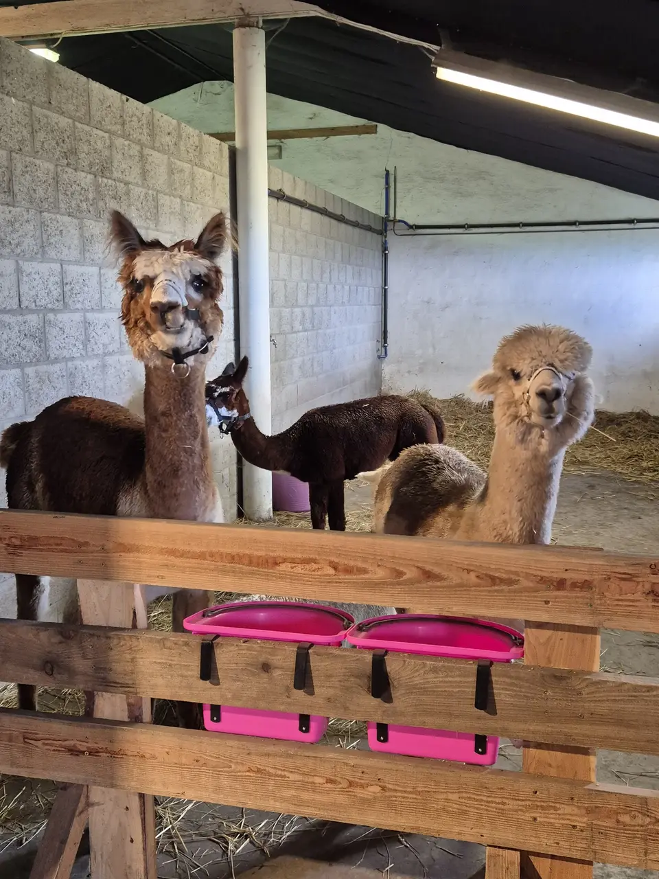Alpaca's kijken over een houten hek in de stal van de zorgboerderij.