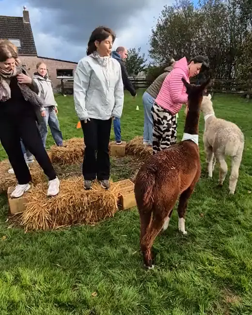 Collega's spelen een mini-game op de weide van de zorgboerderij.