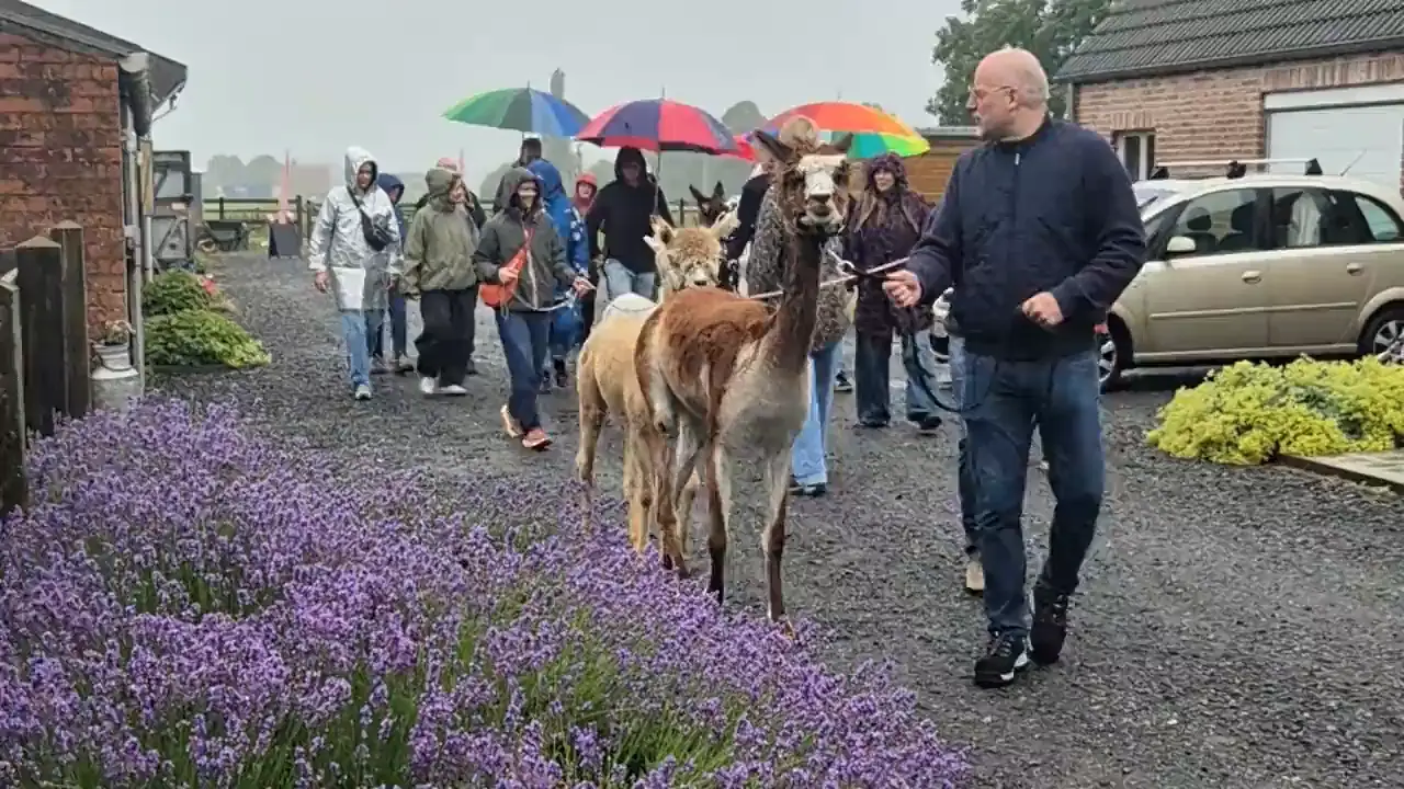 Collega's wandelen met alpaca's over de weide van de zorgboerderij in Oostkamp.