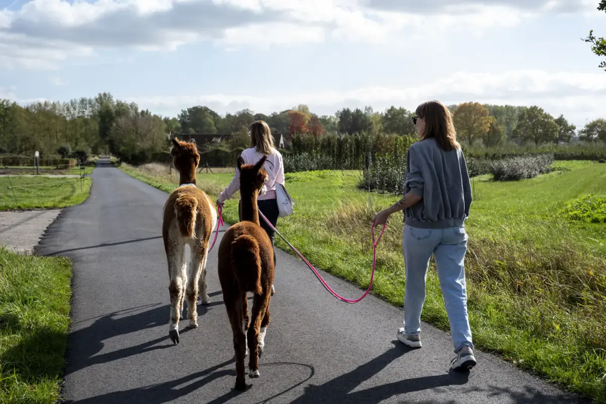 Collega's wandelen met alpaca's aan de lijn over het terrein van de zorgboerderij.